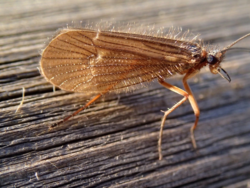 tricottero Chaetopteryx sp.